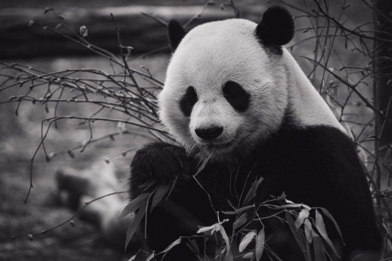 Comment sauver les pandas en voie de disparition ?
