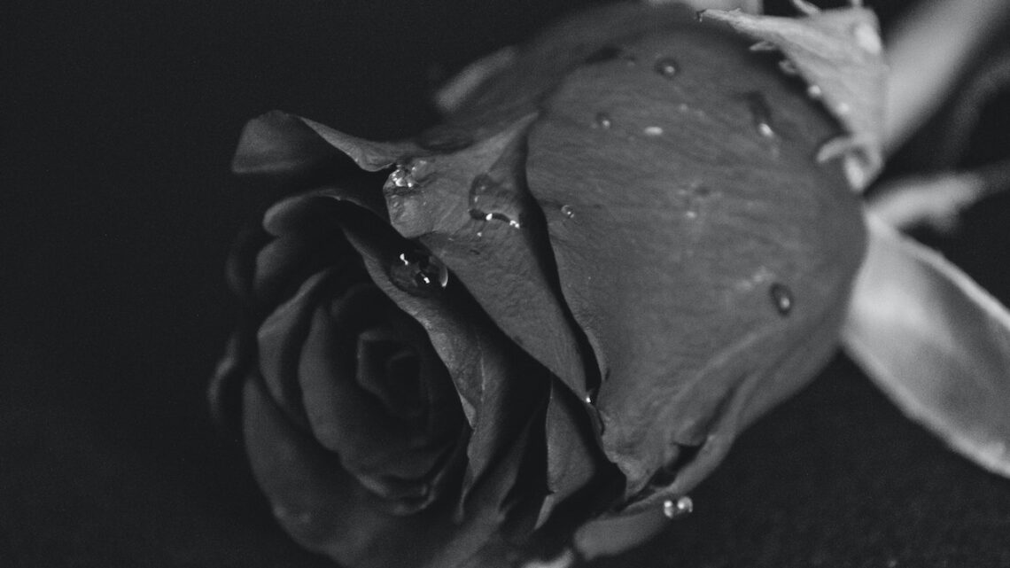 Tout savoir sur la rose éternelle noire