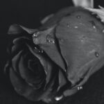utilisation rose éternelle noire