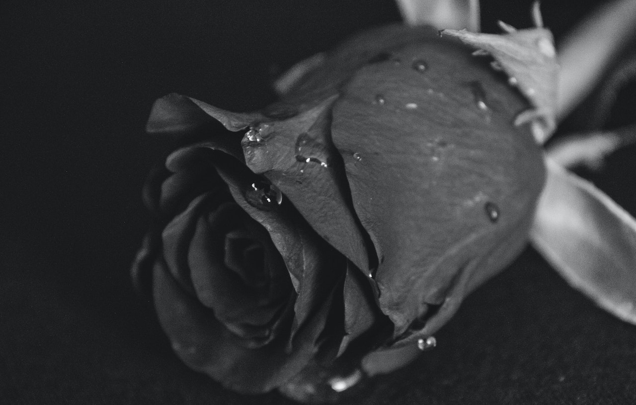 rose-ternelle-noire-symbole-de-deuil-et-hommage-gamme-de-roses
