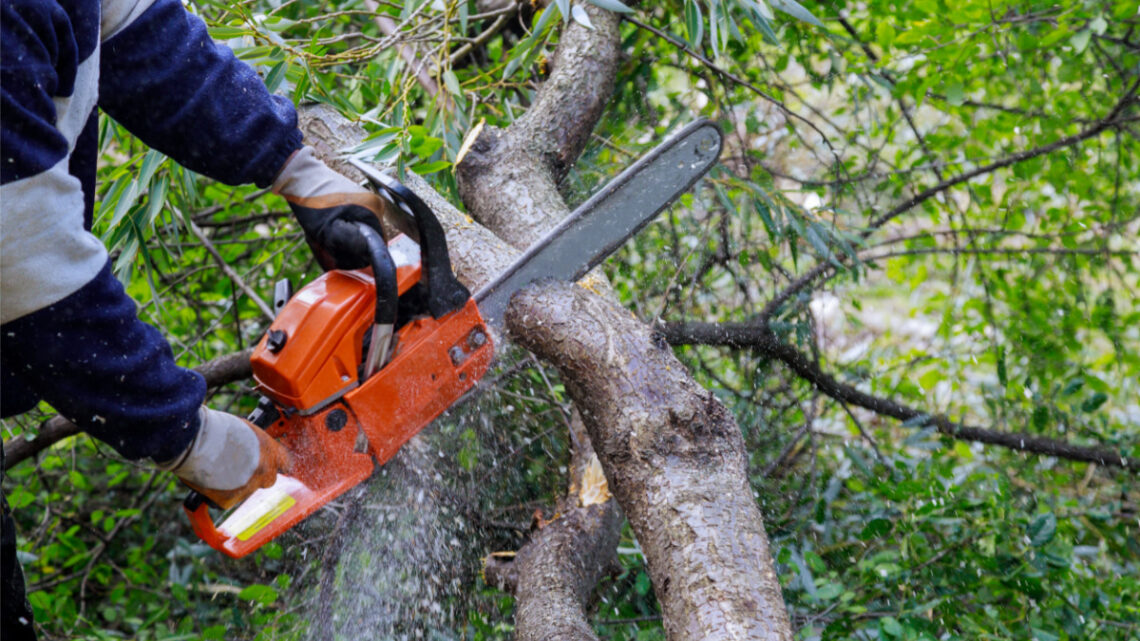 Les avantages de la mini-tronçonneuse pour l’élagage des arbres et les travaux en hauteur