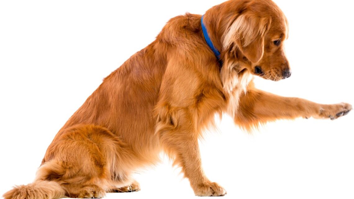 Sang dans les selles de votre chien : causes et mesures à prendre